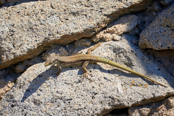Common wall lizard sunbathing on a rock in the morning (Podarcis Muralis)	
