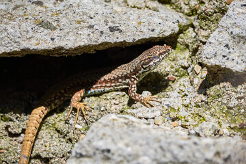 Common wall lizard sunbathing on a rock in the morning (Podarcis Muralis)	