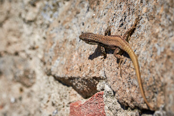 Common wall lizard sunbathing on a rock in the morning (Podarcis Muralis)	