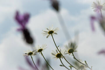 Daisies from below against the sky