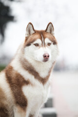 red head white siberian husky