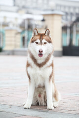 red head white siberian husky © Ilona Didkovska