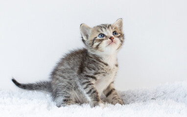 Little kitten on white background