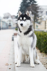 Black and white siberian husky