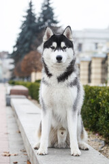 Black and white siberian husky