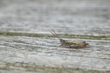 Small grasshopper on a wooden table outdoors