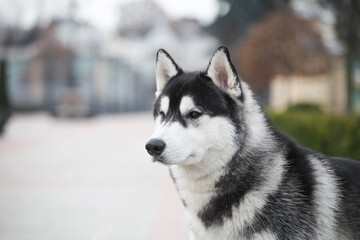 Black and white siberian husky