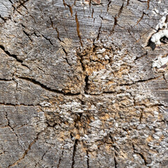 wooden cut texture