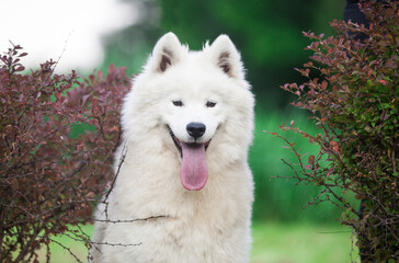 Samoyed is a very beautiful dog