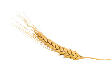 Ripe ear of golden wheat isolated on white background. Agricultural harvest. Raw materials for bakery products. Design element.