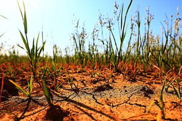 drought in the field agriculture problem heat cracked earth