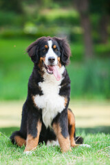 Beautiful dog breed bernese mountain dog in the park