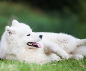 Obraz premium Samoyed is a very beautiful dog