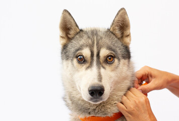 woman putting collar on husky dog isolated on white background