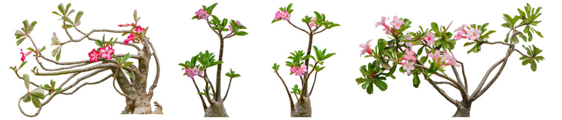 Naklejka na ściany i meble Adenium obesum flower collections isolated on white background. File contains with clipping path so easy to work.