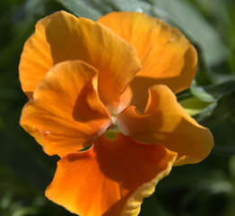 orange flower in the garden