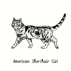 American Shorthair Cat standing side view. Ink black and white doodle drawing in woodcut style.