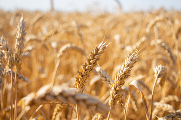 Fototapeta premium Wheat field. Wheat ears close-up. Rural landscape. The concept of a rich harvest