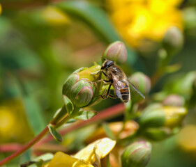 bee on a flower
