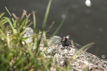 Close up of a dragonfly next to water