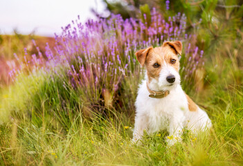 Jack russell terrier beautiful cute obedient pet dog sitting, listening in the grass with purple lavender flowers
