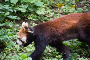 レッサーパンダ