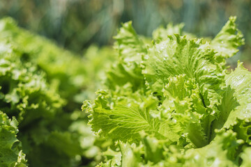Fresh salad grows in a vegetable garden in a village in summer