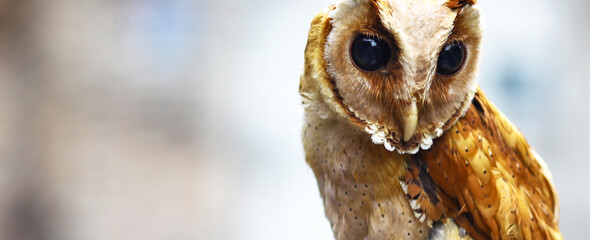 The young owl stood observing the surroundings. 