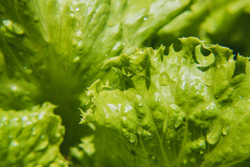 A lettuce plant grows in a vegetable garden in a village in the sun. Close-up