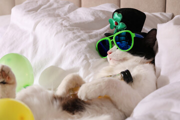 Cute cat wearing leprechaun hat and sunglasses with bottle of whiskey on bed. After party hangover