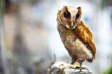 The young owl stood observing the surroundings. 