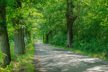 Asfaltowa, nierówna, prowincjonalna droga w liściastym lesie.