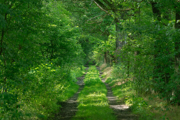 Fototapeta na wymiar Gruntowa, nieutwardzona droga w leśnej gęstwinie.