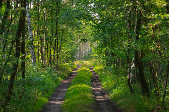 Gruntowa, nieutwardzona droga w leśnej gęstwinie.