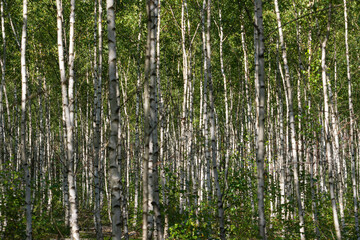 Tekstura utworzona przez cienkie, białe pnie młodych drzew w zagajniku brzozowym.