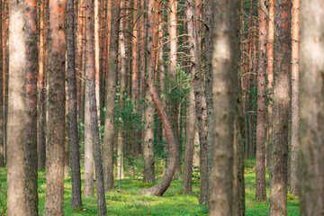 Sosnowy gęsty las. © boguslavus