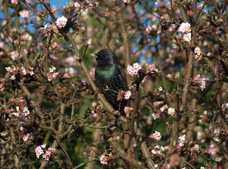 Starling and the Cherry Blossoms