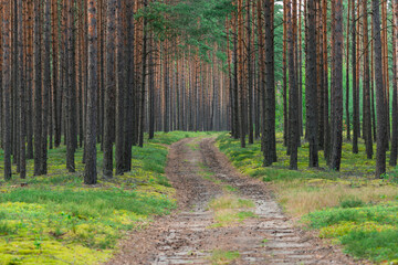 Gruntowa droga w wysokim, sosnowym lesie. © boguslavus