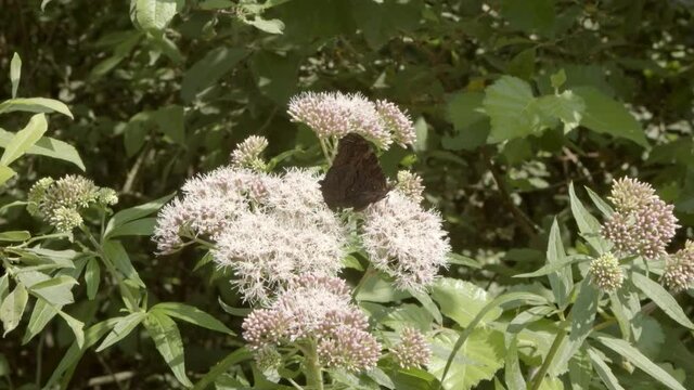 Schmetterling auf Bl&uuml;te