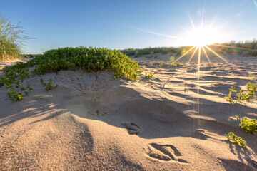 Bird footprint in the sand on the beach, Yyteri - obrazy, fototapety, plakaty