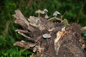 Mushrooms