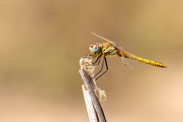 Beatiful dragonfly in the foreground perched on a reed and blur bokeh background
