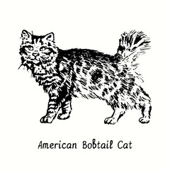 American Bobtail Cat standing side view. Ink black and white doodle drawing in woodcut style.