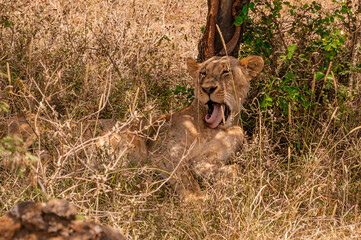 Sleepy lioness in the grass