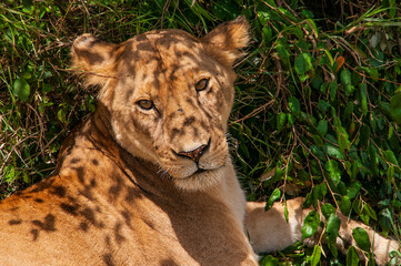 lion cub in the grass