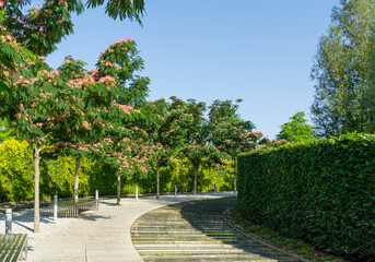 Obraz premium Pink flowers of Persian silk tree (Albizia julibrissin or Japanese acacia) blossom among cascading artificial 'Swift river' with evergreen hedge. City public landscaped park Krasnodar or 'Galitsky'