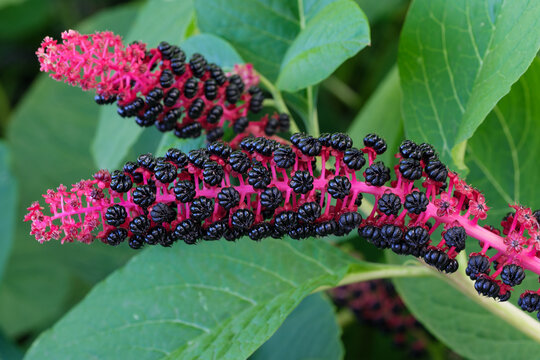 Lakonos or Phytolacca, pokeberry