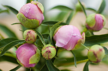 Close up of bouquet of fresh pink peonies, seasonal concept