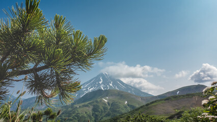Fototapeta na wymiar The stratovolcano rises against the blue sky. There are patches of snow on the slopes; above the top of the fumarole. In the foreground is a branch of a coniferous tree. Kamchatka volcano Vilyuchinsky