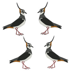 Set of brown-grey lapwing colouring with cartoon eyes with and without stroke
